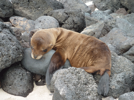 Baby-Sea-Lion